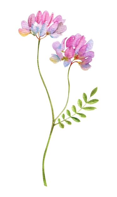 Fiori selvatici dell'acquerello Fiore selvatico con boccioli di colore rosa su sfondo bianco