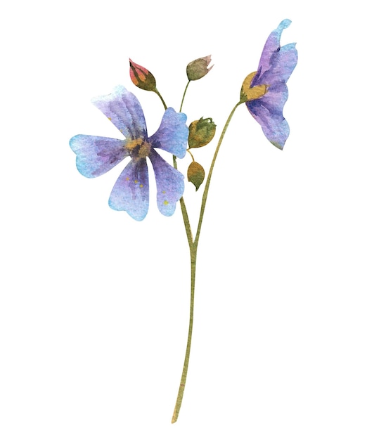Fiori selvatici dell'acquerello Fiore selvatico con boccioli viola su sfondo bianco