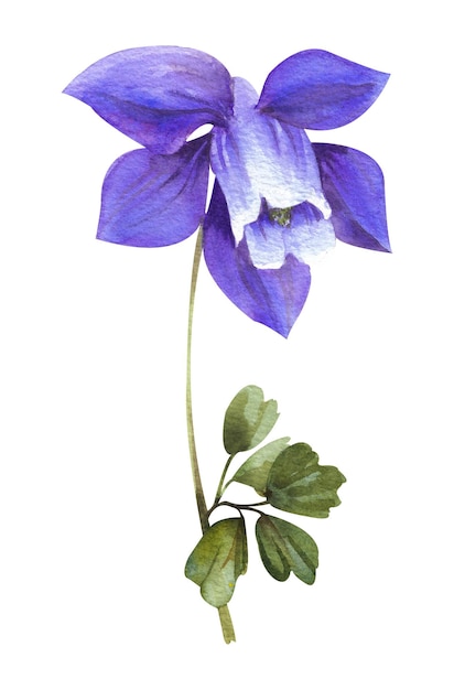 Fiori selvatici dell'acquerello Fiore selvatico di Aquilegia con bocciolo di colore viola isolato su sfondo bianco