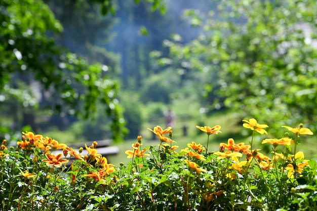 fiori selvatici di montagna fotografati da vicino