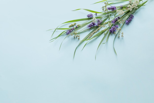 Fiori selvatici e piante su sfondo blu