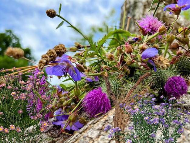 fiori selvatici ed erba mare e cielo blu pietra selvaggia roccia natura paesaggio estivo