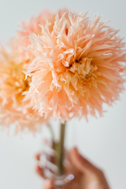 fiori selvatici fotografati su uno sfondo bianco alla luce del giorno fiori per ritagliare uno sfondo bianco