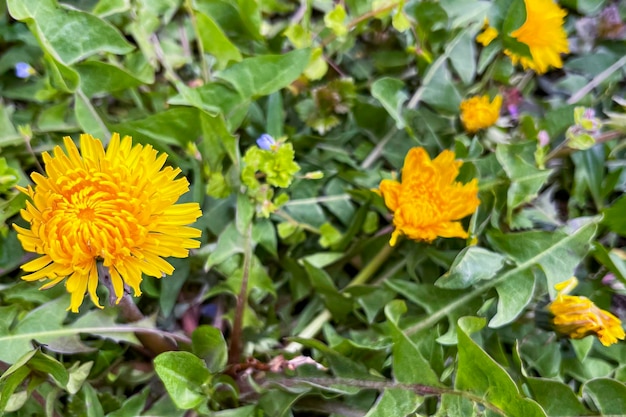 Fiori selvatici gialli che crescono nel giardino Fuoco selettivo