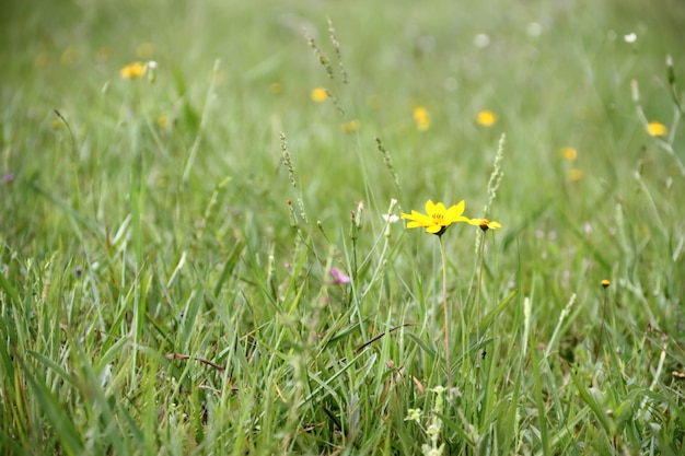 fiori selvatici gialli in estate