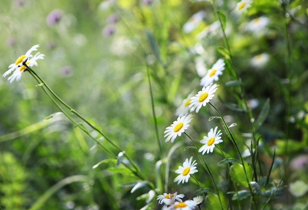 Fiori selvatici in fiore matricaria chamomilla o matricaria recutita o camomilla italiana camomilla