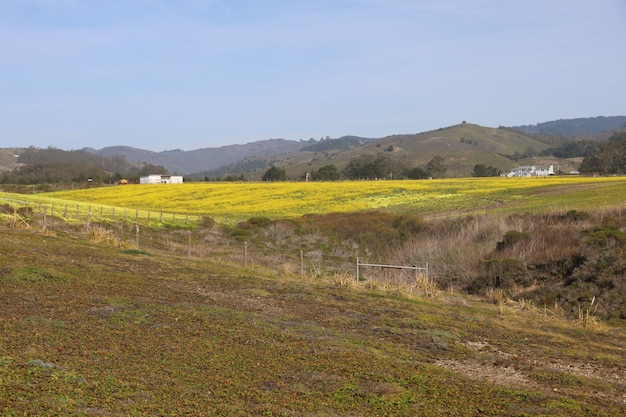 Fiori selvatici in Henry Cowell Ranch in California