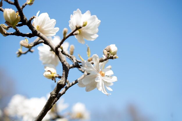 Fiori selvatici in natura