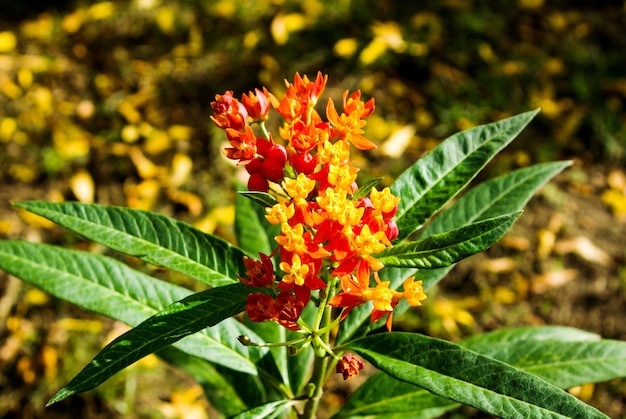 Fiori selvatici in natura