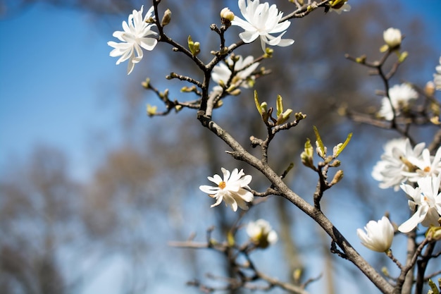 Fiori selvatici in natura