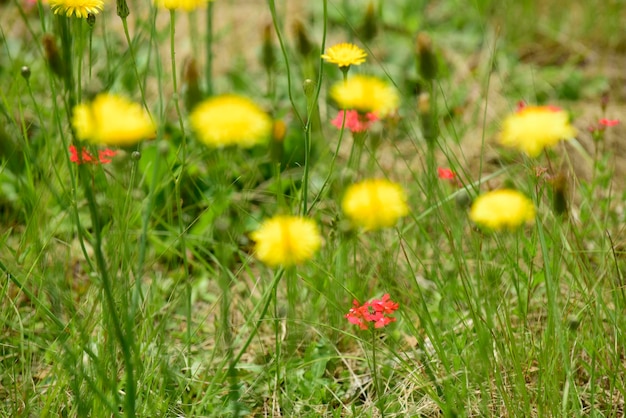 Fiori selvatici in primavera Patagonia Argentina