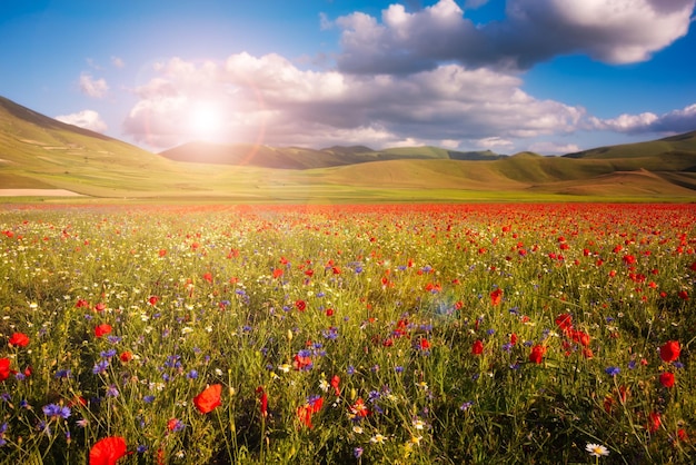 Fiori selvatici nel prato estivo e un bel cielo