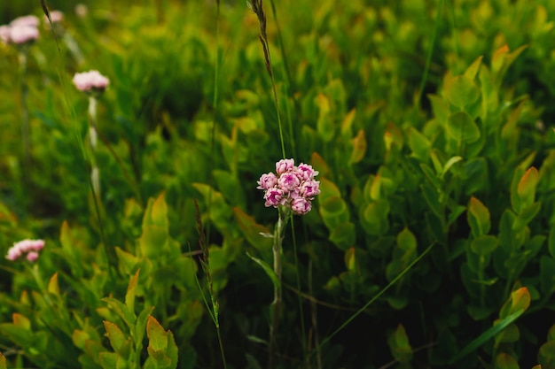 Fiori selvatici nella natura. La flora dei Carpazi. Tè alle erbe