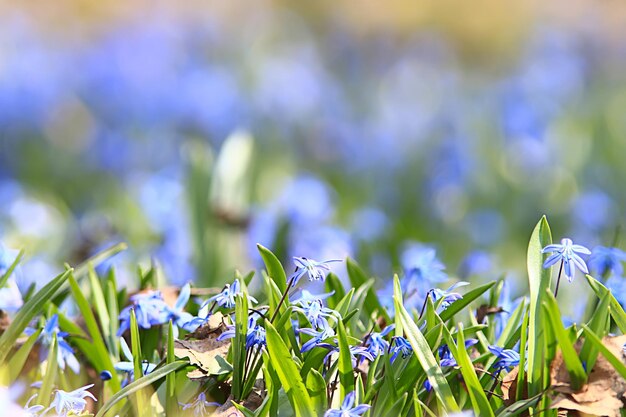 fiori selvatici primaverili blu, fiori di campo piccoli fiori, sfondo astratto sfocato molti fiori