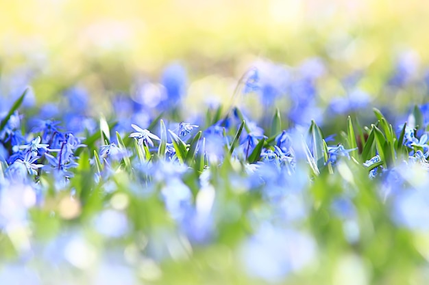 fiori selvatici primaverili blu, fiori di campo piccoli fiori, sfondo astratto sfocato molti fiori