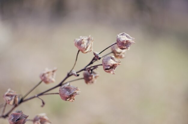 Fiori selvatici secchi per lo sfondo