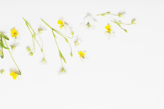 Fiori selvatici su sfondo bianco