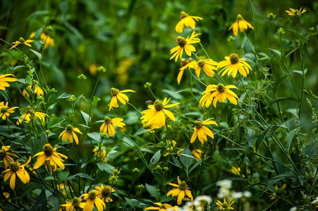 Fiori selvatici sul campo estivo