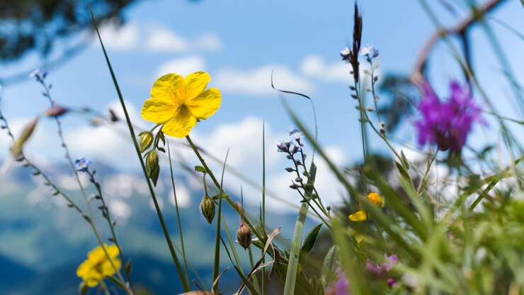 Fiori selvatici sullo sfondo di montagne e cielo azzurro il concetto di viaggio locale