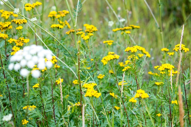 Fiori selvatici