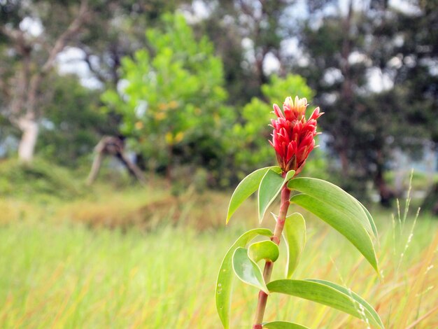 Fiori selvatici