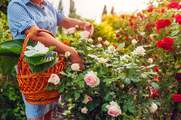 Fiori senior della riunione della donna in giardino. Donna di mezza età che taglia le rose fuori.