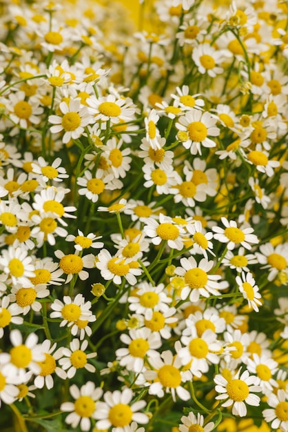 Fiori simili a margherite su sfondo giallo camomilla benefici per il tuo concetto di salute primo piano di piccoli fiori di camomilla colori alla moda