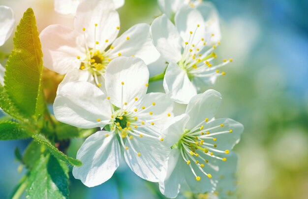 Fiori su natura sfocata