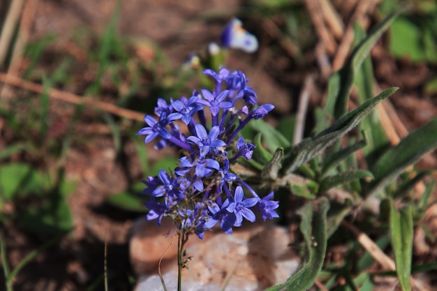 Fiori su safari in Kenia e Tanzania, Africa