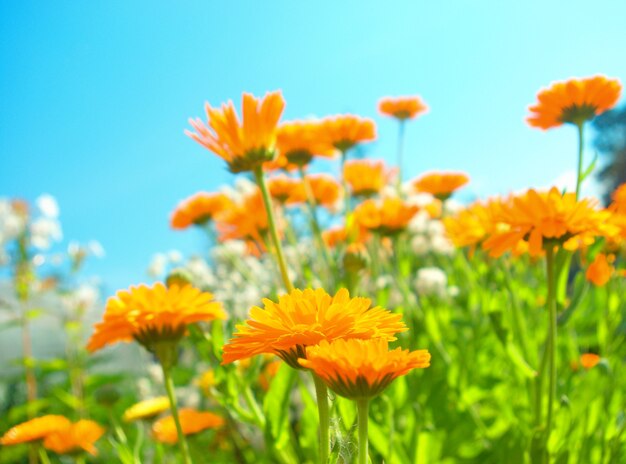 Fiori su sfondo blu cielo, anno solare, primo piano