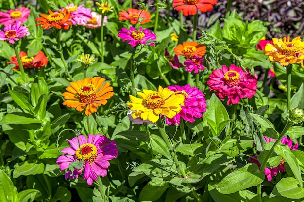 Fiori su un letto di fiori nel parco da vicino come sfondo