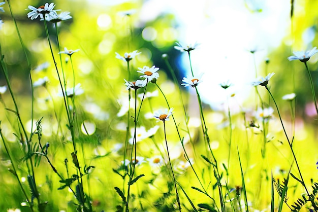 Fiori su un prato verde