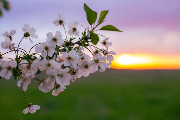 Fiori su un ramo d'albero in primavera nel giardino al tramonto Paesaggio primaverile