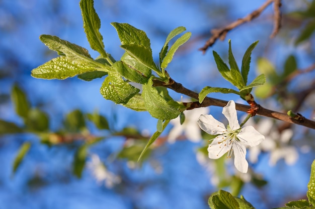 Fiori su un ramo di albero da frutto. Contro il cielo azzurro.