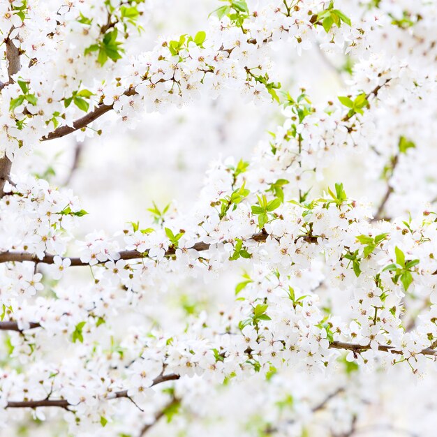 Fiori su un ramo di albero da frutto.