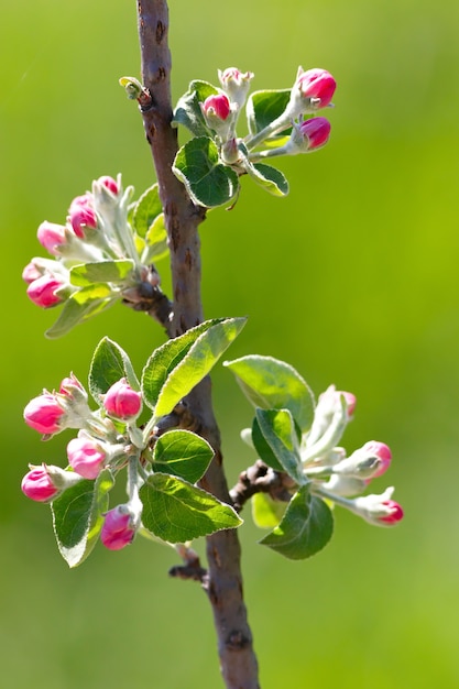 Fiori su un ramo di albero da frutto.