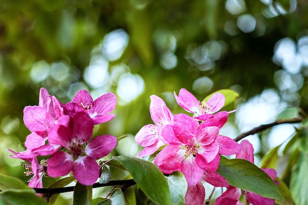 Fiori sul melo Niedzwiecki Malus Niedzwetzkyana