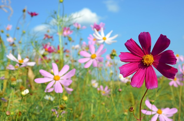 Fiori sul prato