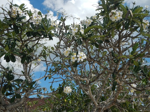 Fiori sull'albero sull'isola di Lembongan, Inonesia