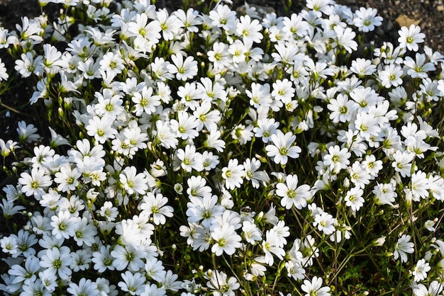 Fiori sull'altopiano Putorana