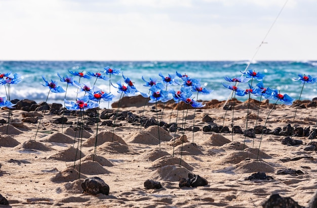 Fiori sulla spiaggia di Fuerteventura, Isole Canarie, Spagna