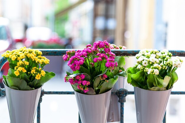 Fiori sulla terrazza del ristorante