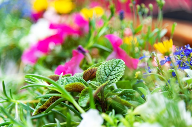 Fiori sulla terrazza del ristorante