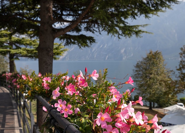 fiori sullo sfondo del lago e delle montagne