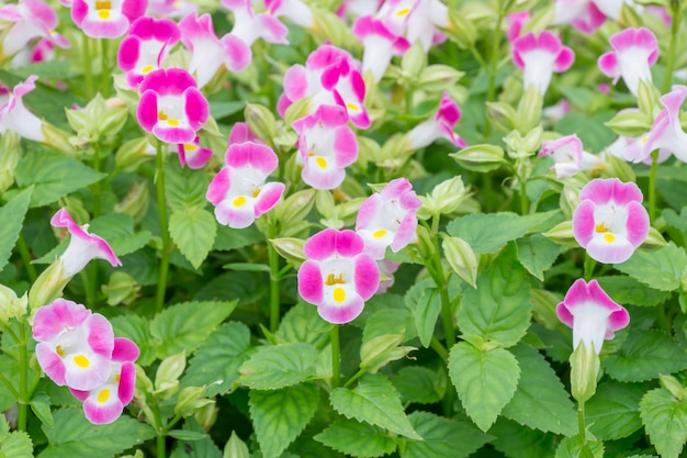 Fiori Torenia Fournieri o Wishbone in giardino.