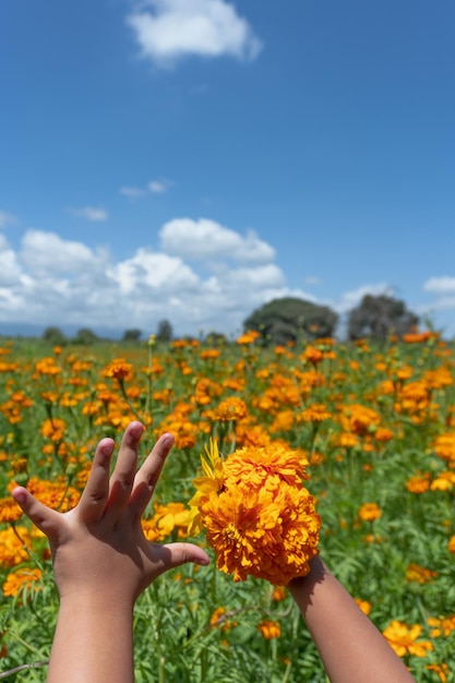 Fiori tradizionali di cempasuchil (calendula) usati per la tradizionale "ofrenda" in Messico