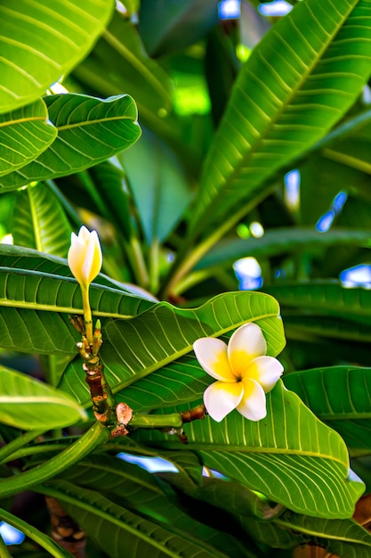 Fiori tropicali bianchi Plumeria, Frangipani