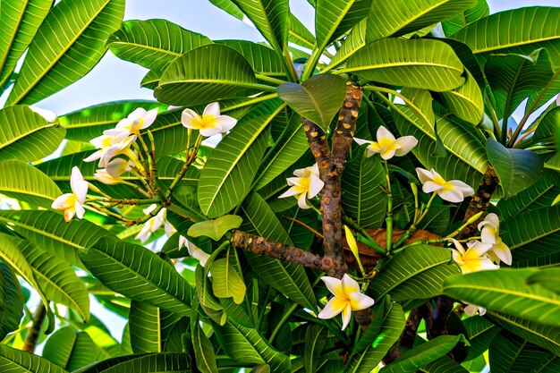 Fiori tropicali bianchi (Plumeria, Frangipani)