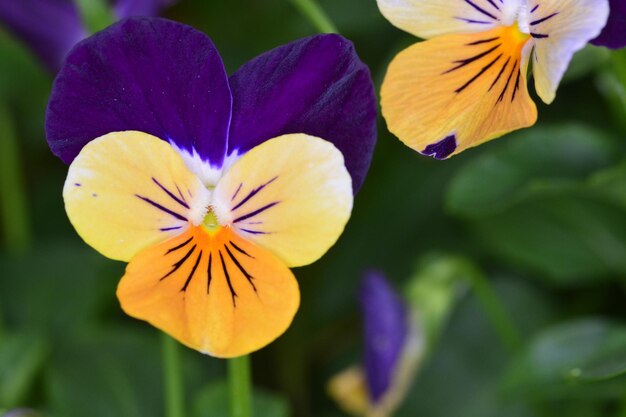 Fiori tropicali in Asia