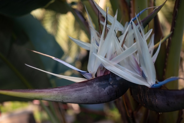 Fiori tropicali per lo più sfocati primo piano Albero birdofparadise bianco o Strelitzia nicolai Uccello del paradiso bianco o gigante Fiori bianchi esotici su sfondo di foglie Soleggiata estate natura carta da parati